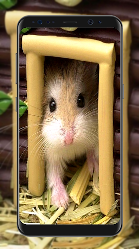 Cute Hamster Wallpapers