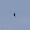 Crag Martin; Avión Roquero