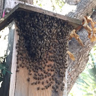 Honey Bee Swarm