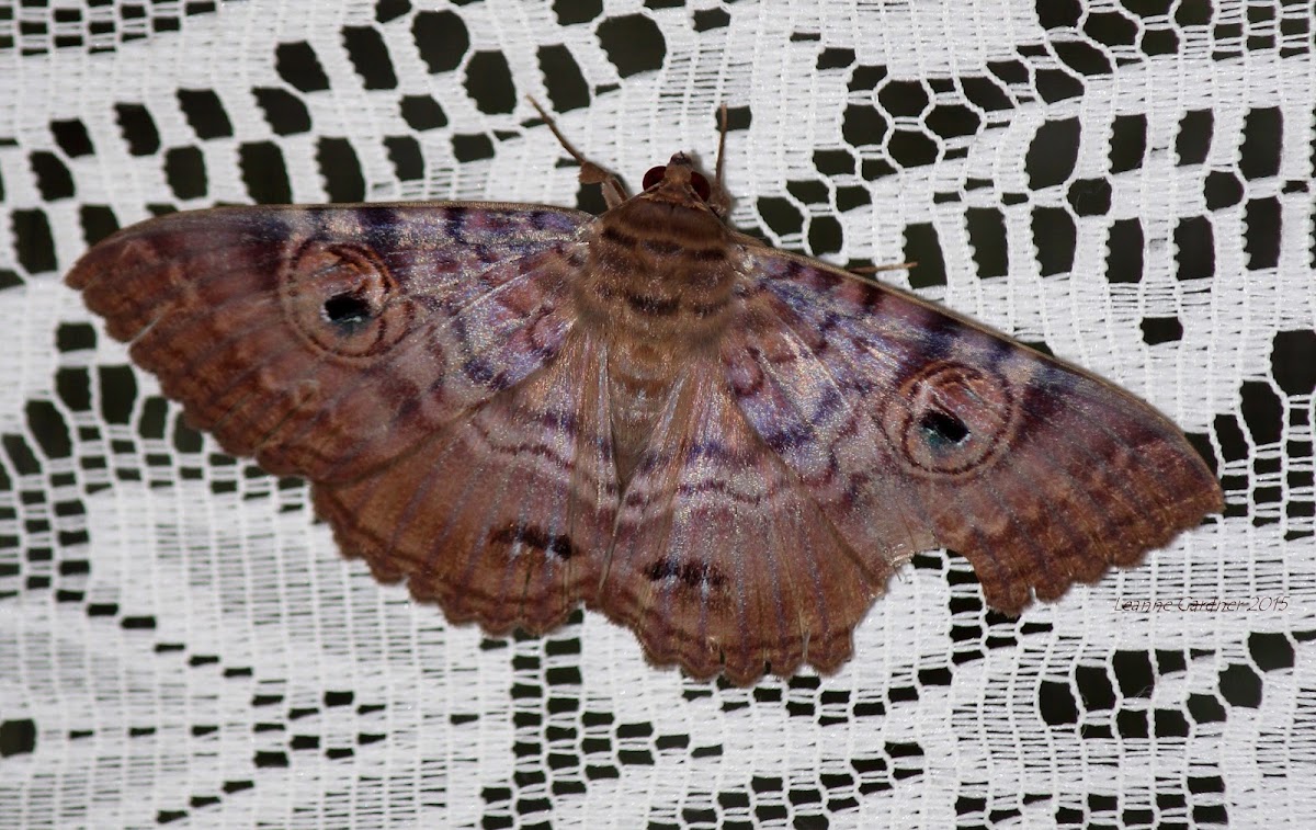 Granny's Cloak Moth