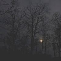 C'è la luna nel bosco! di 