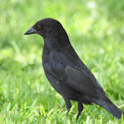 Bronzed Cowbird