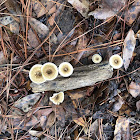 Fungus