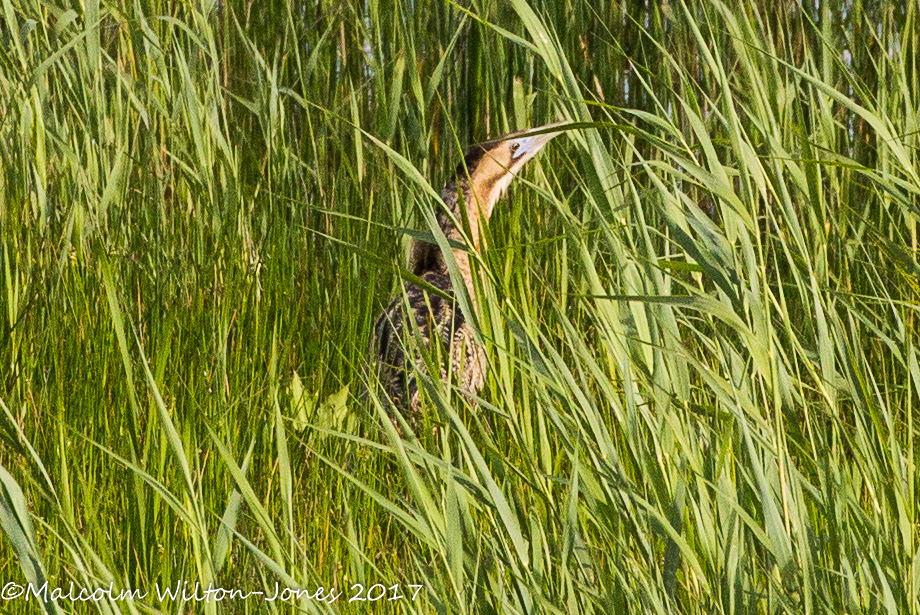 Bittern