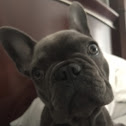 French bulldog