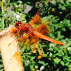 Orange Dragonfly