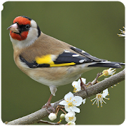 Top Birds Ringtones  Icon