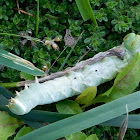 Waved Sphinx Moth