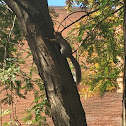 Eastern Gray Squirrel