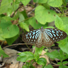 Blue Glassy Tiger