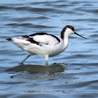 Pied avocet. Avoceta