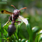 Pugnacious paper wasp.