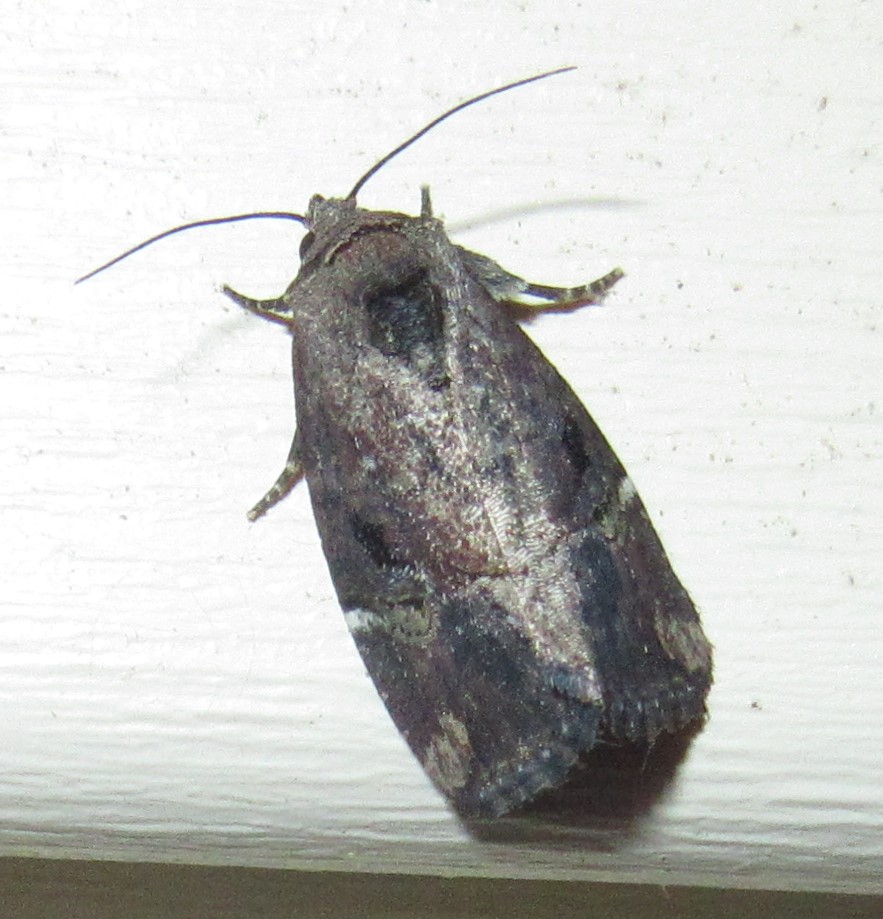 Variegated Midget Moth