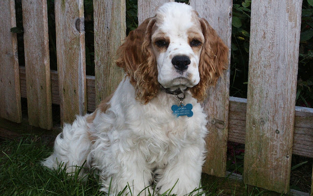 American Water Spaniel Thema en nieuw tabblad