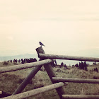 Mountain Bluebird