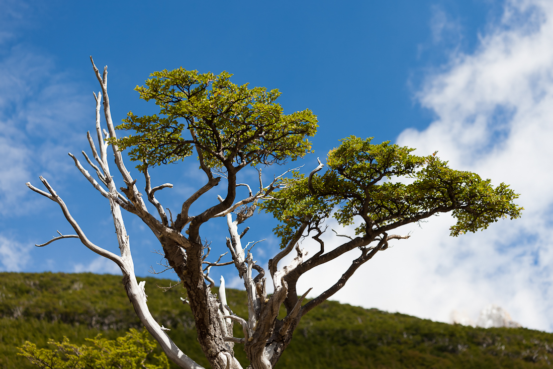 Патагония: Carretera Austral - Фицрой - Торрес-дель-Пайне. Треккинг, фото.