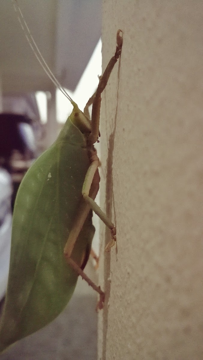 Leaf Katydid