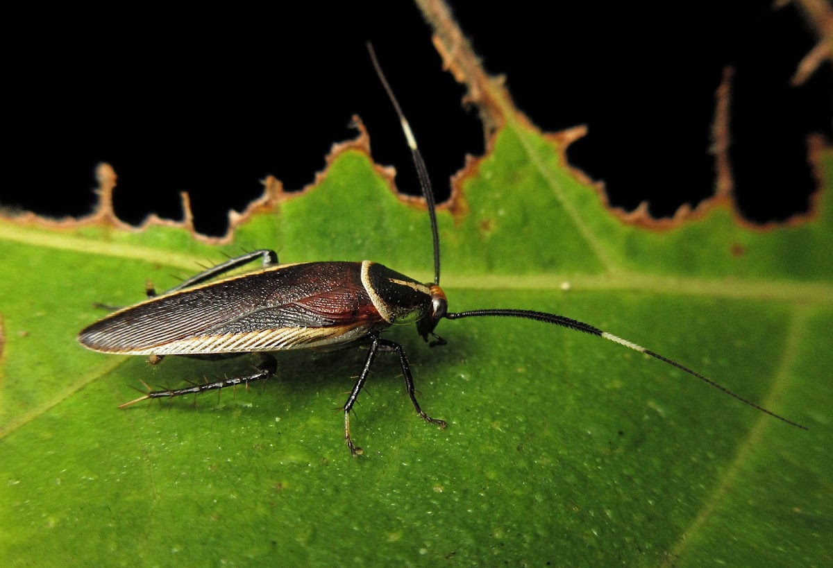 Feather-antennae Cockroach