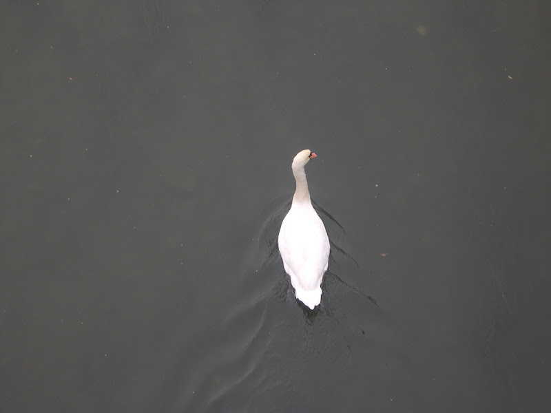 cigno di luigino