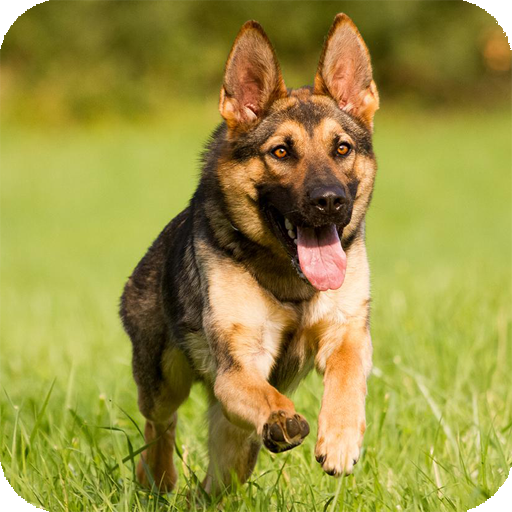 German Shepherd Live Wallpaper 個人化 App LOGO-APP開箱王