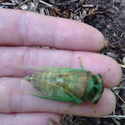 Cicada