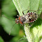 Hyaline Grass Bug