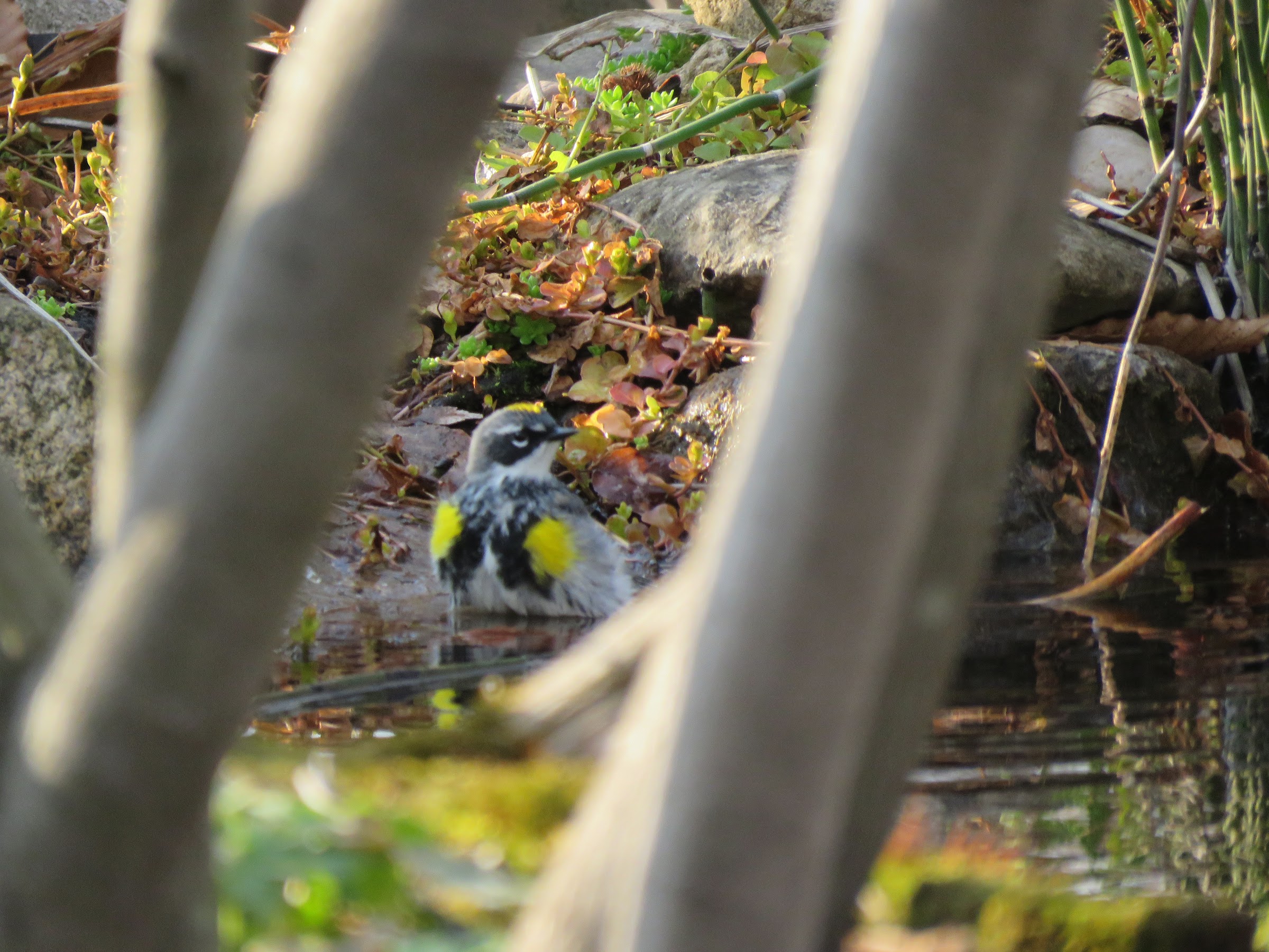 vu dans mon bassin hier en fin pm FgVlOgrHP_z7zN1RhyidKuZHwnSmzBWD-r35rJVNIE3t2Gc92-dn-DHDgnRCDkYifGwQFTk3zESNWAgVPCuRlCUwsr5z-unJLWW9lNLlqB2LY3zrHpPZ1WssG_yx90WSDxrjQUTncoo=w2400