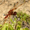 Calico Pennant