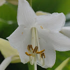 Fragrant Plantain