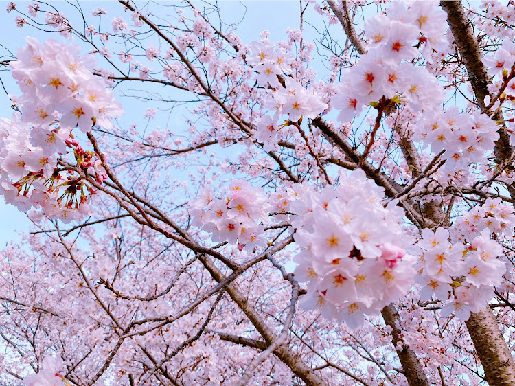 Nボックスのいつもいいね＆コメントありがとうございます🥰・桜とコラボ🌸・大きな階段の公園に関するカスタム事例の投稿画像11枚目