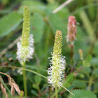 Canadian Burnet