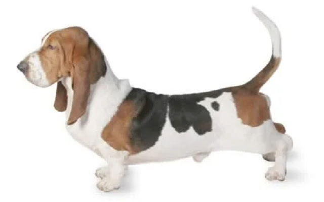 Basset Hound Dog Breed - Thanesix.com