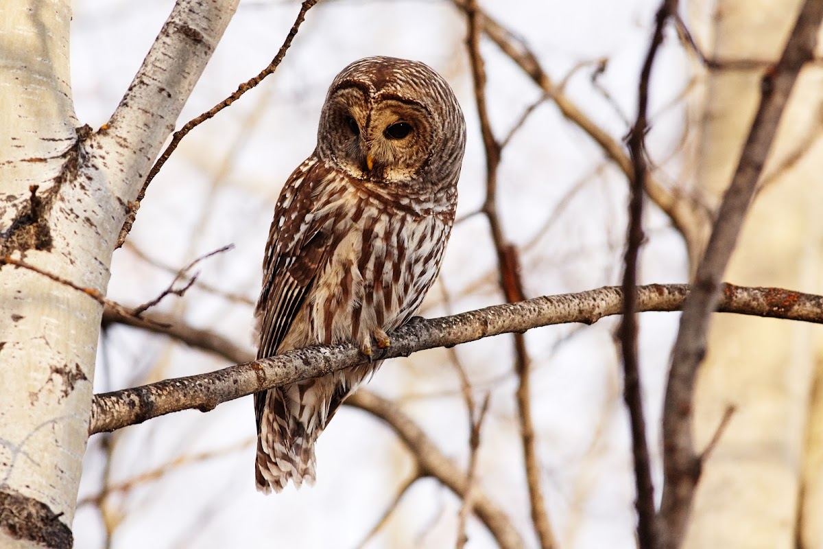 Barred Owl