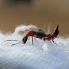 Rove beetle