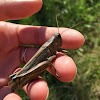 Differential Grasshopper