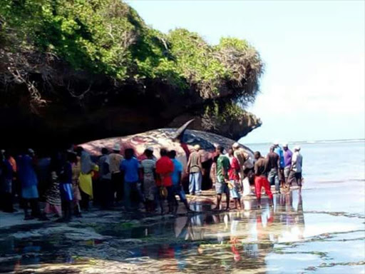 Residents mill around the dead 40-tonne sperm whale on the shores of the Indian Ocean, Kaya Waa beach, Kwale county on Sunday. /COURTESY