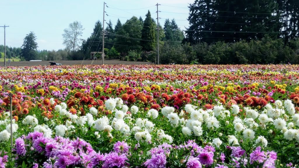 Swan Island Dahlias