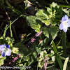 Common Field Speedwell