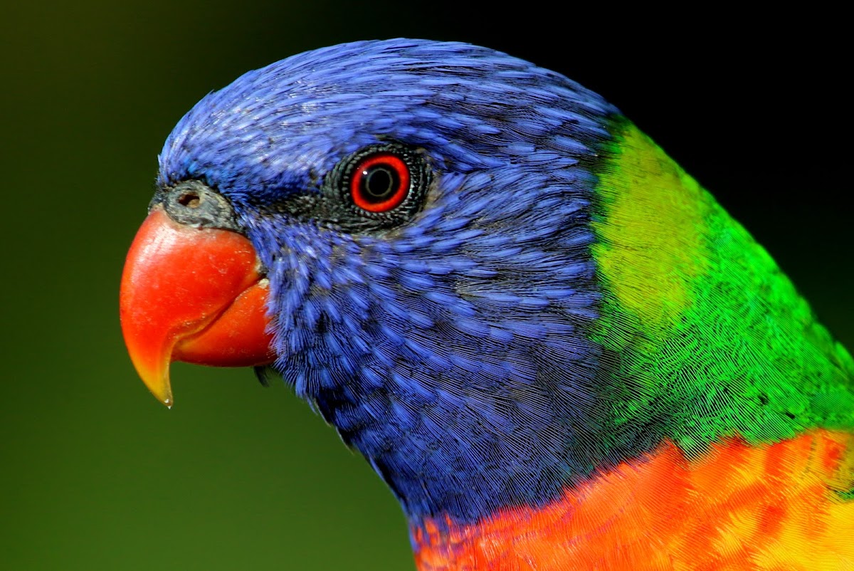 Rainbow Lorikeet