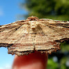 Diagrapta moth