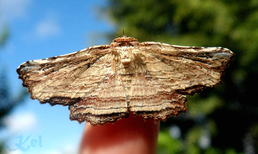 Diagrapta moth