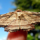 Diagrapta moth