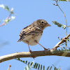 Vesper Sparrow