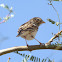 Vesper Sparrow