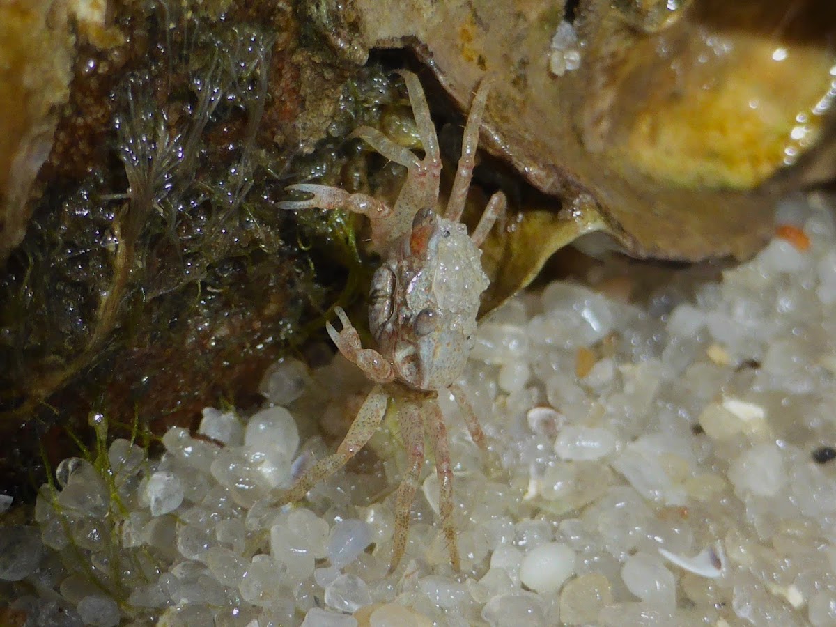 Fiddler Crab