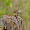 Grassland Sparrow