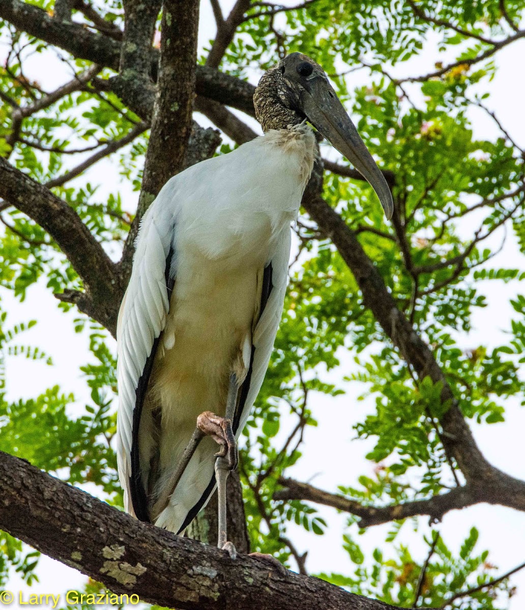 Wood Stork