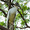 Wood Stork