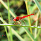 Red dragonfly