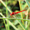 Red dragonfly